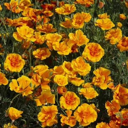 Picture of Eschscholzia - Lady Marmalade